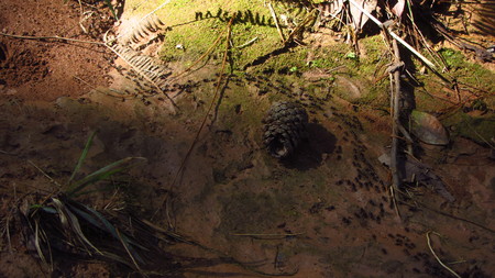 Termites Migrating on the Forest Floorの写真素材
