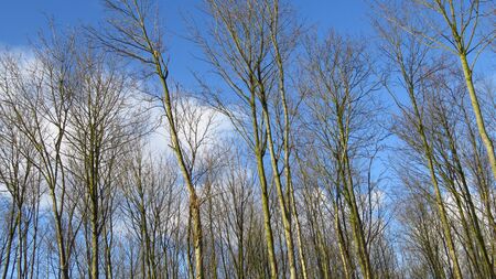 Bare Trees During Winter With a Blue Skyの写真素材