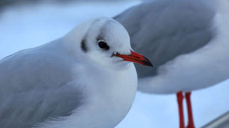 Close-up of Seagull Resting in Snow During Winterの写真素材