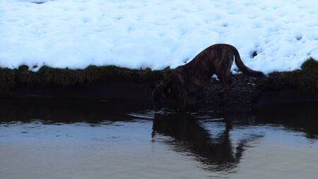 Dog Drinking Water From Canal From Snow Covered Banks During Winterの写真素材