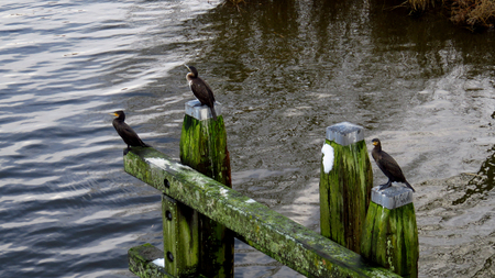 Great Cormorants on Bridge Post in Winterの写真素材