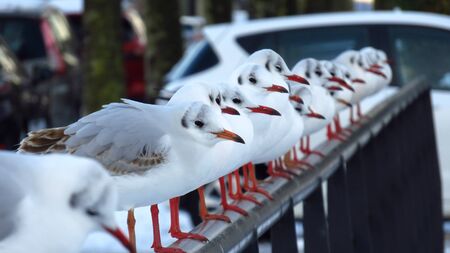 Seagulls Sitting on a Bridge in Residential Area During Winterの写真素材