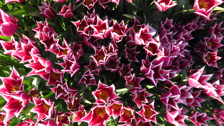 View of Pink and White Tulips in a Flowering Tulip Fieldの写真素材