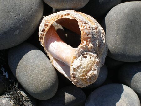 Shellfish 