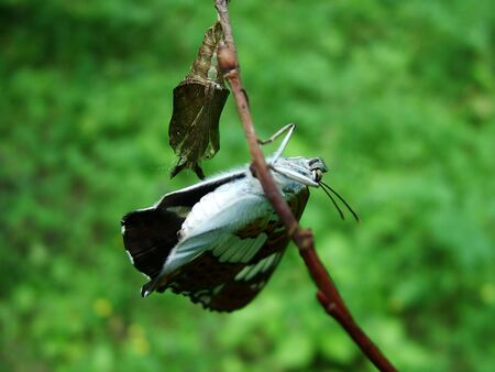 Newborn of the butterflyの写真素材