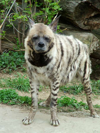 Hyenaの写真素材