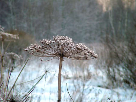 Plant in the snowの写真素材