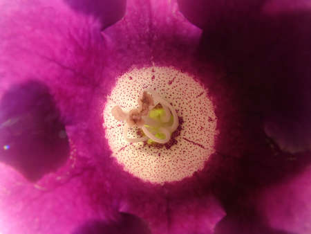 Inside the flowerの写真素材