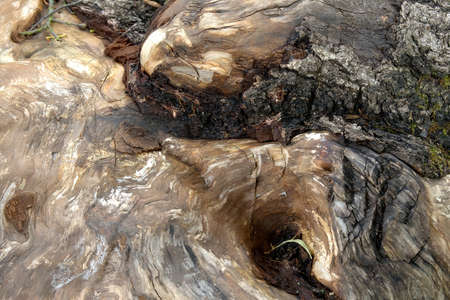 Fragment of the tree