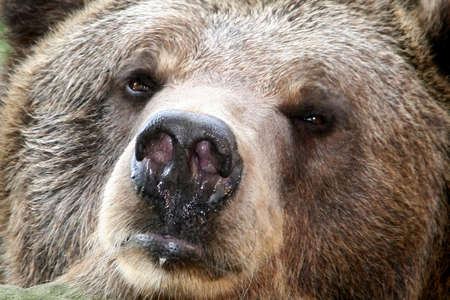 Nose of brown bear by the closeupの写真素材