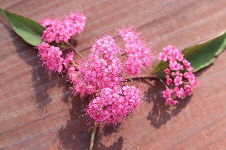 Inflorescence of red flowers against a backdrop of pink boards