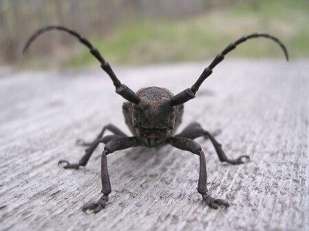 Beetle-rock         の写真素材