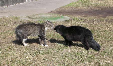 March tomcats          