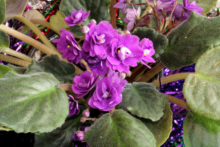 Room plant with the large violet flowers