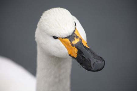 Head of swan against the background of the waterの写真素材