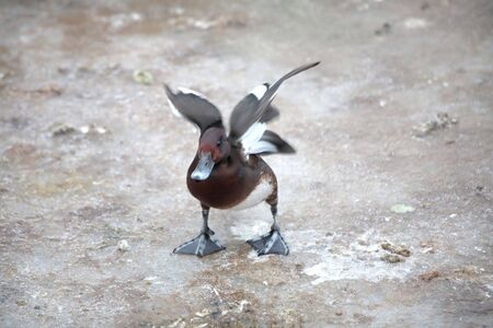 Duck on iceの写真素材