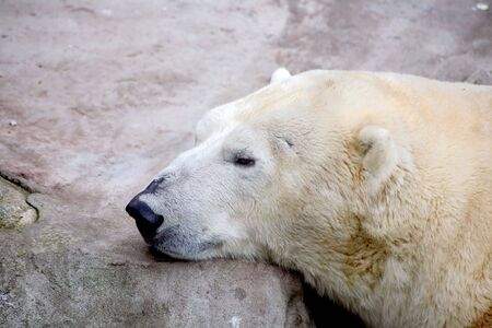 Polar bear の写真素材