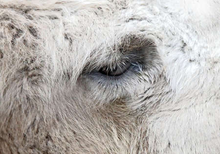 Head of camel by the closeupの写真素材