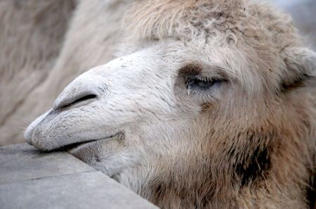 Head of camel by the closeupの写真素材