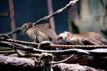 Primatesの写真素材