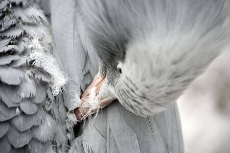 Photograph of crane in the Moscow zooの写真素材