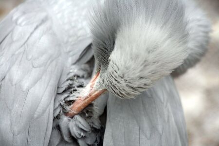Photograph of crane in the Moscow zooの写真素材
