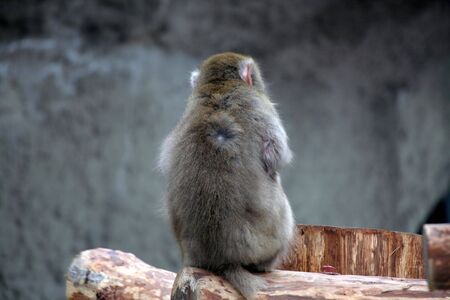 Japanese macacoの写真素材