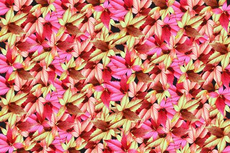 Many-colored  leavesの写真素材