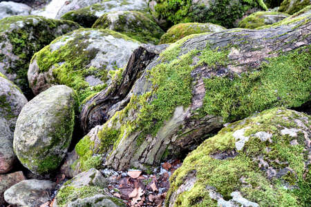 Rhizomeの写真素材