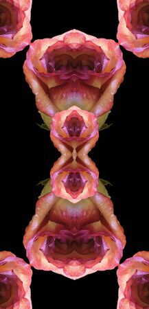 Collage of rosesの写真素材