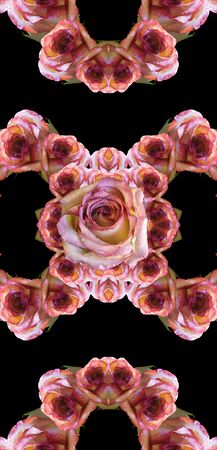 Collage of rosesの写真素材