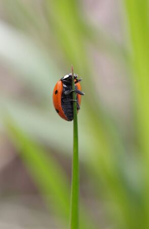 The ladybug