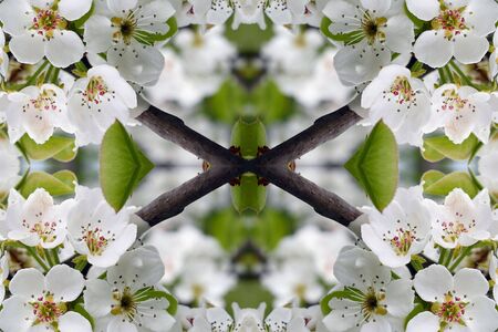 Collage on the theme of springの写真素材