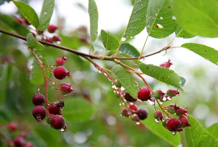 Juneberryの写真素材