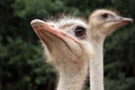 Ostrich の写真素材