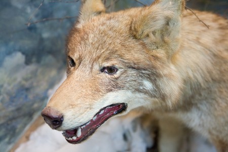 Wolf in the museuの写真素材