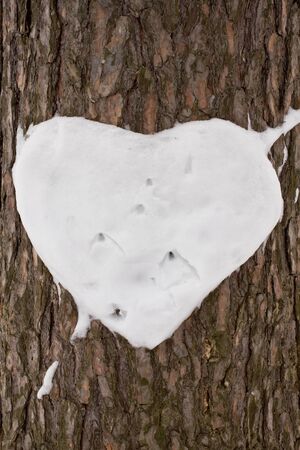 Heart on a pine-treeの写真素材