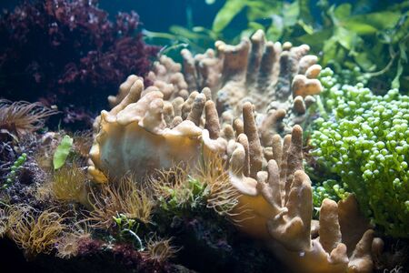 Aquarium