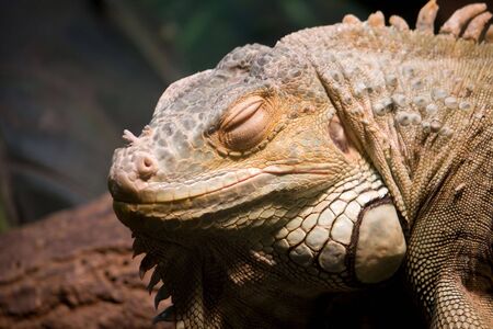 Green iguanaの写真素材