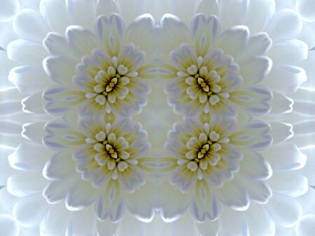 Pattern from the petals of flowerの写真素材