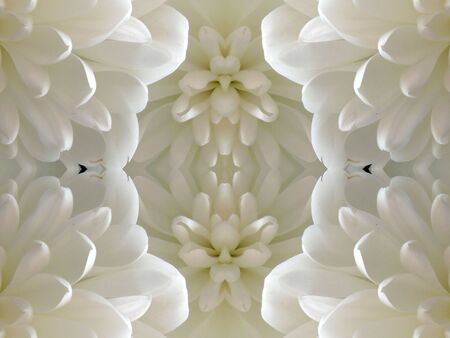 Pattern from the petals of flowerの写真素材