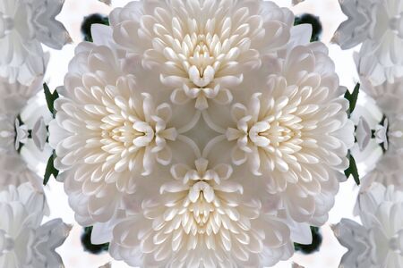 Pattern from the petals of flower