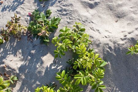 Little small bushes of wild rose on sand-dunesの写真素材