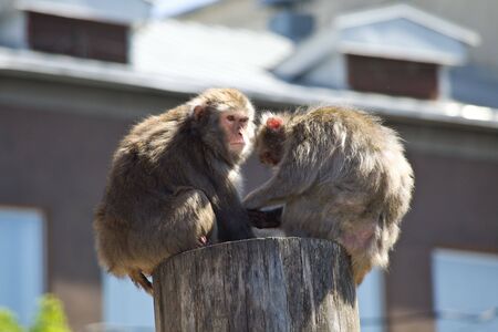 Japanese macaque の写真素材