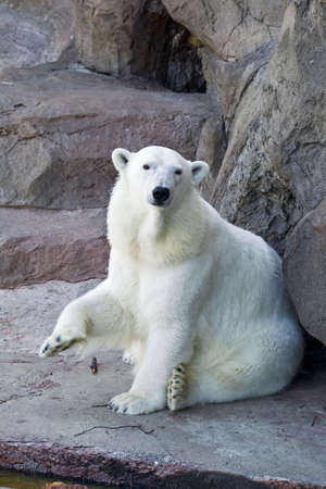 Polar bear の写真素材