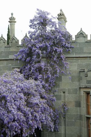 Wisteria