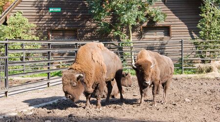 Bisonの写真素材