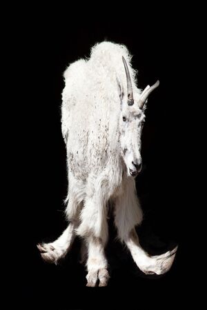 Dancing goat の写真素材