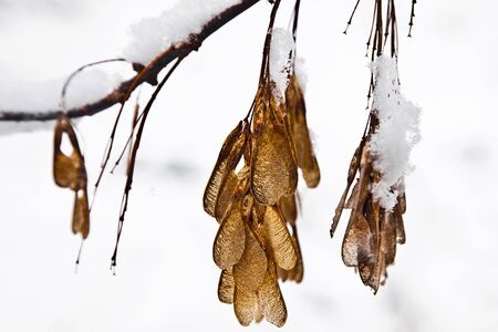 Seed of mapleの写真素材