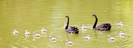 Broodの写真素材